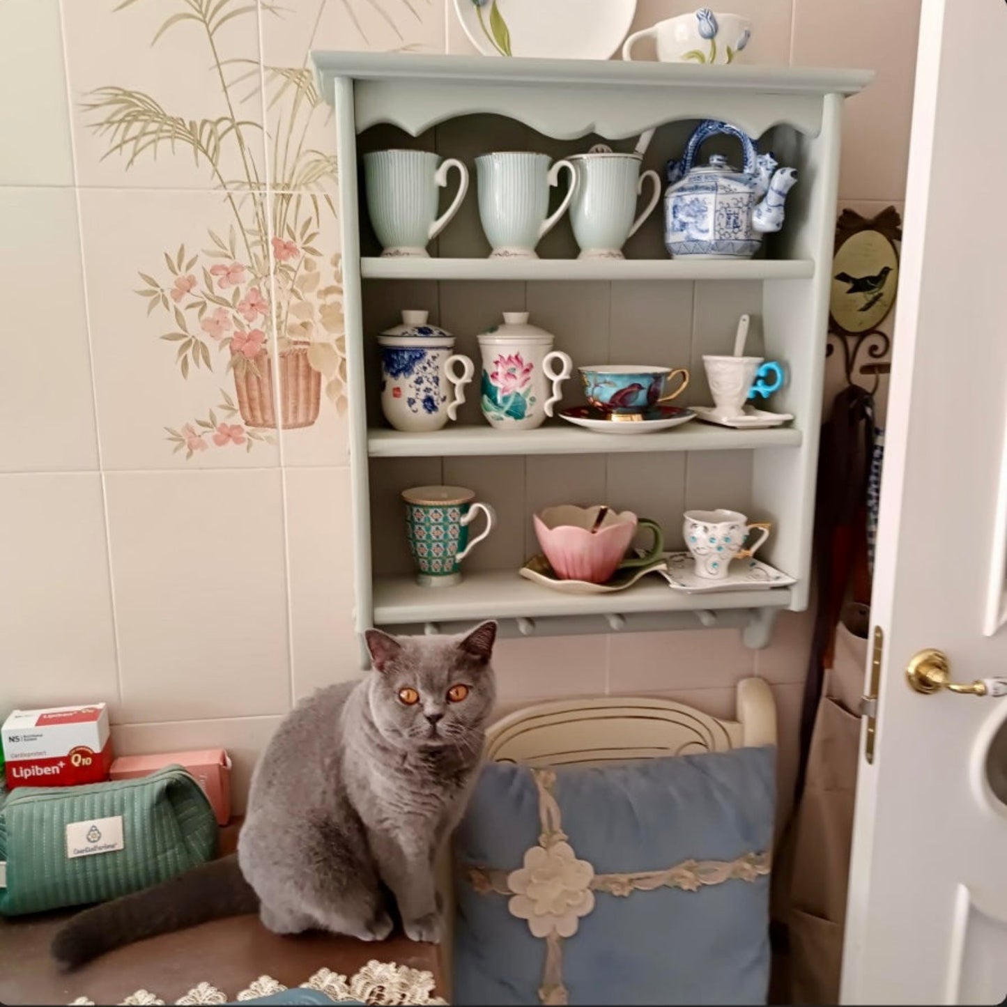 Gray cat sitting on a chair in front of a shelf with various cups and teacups.