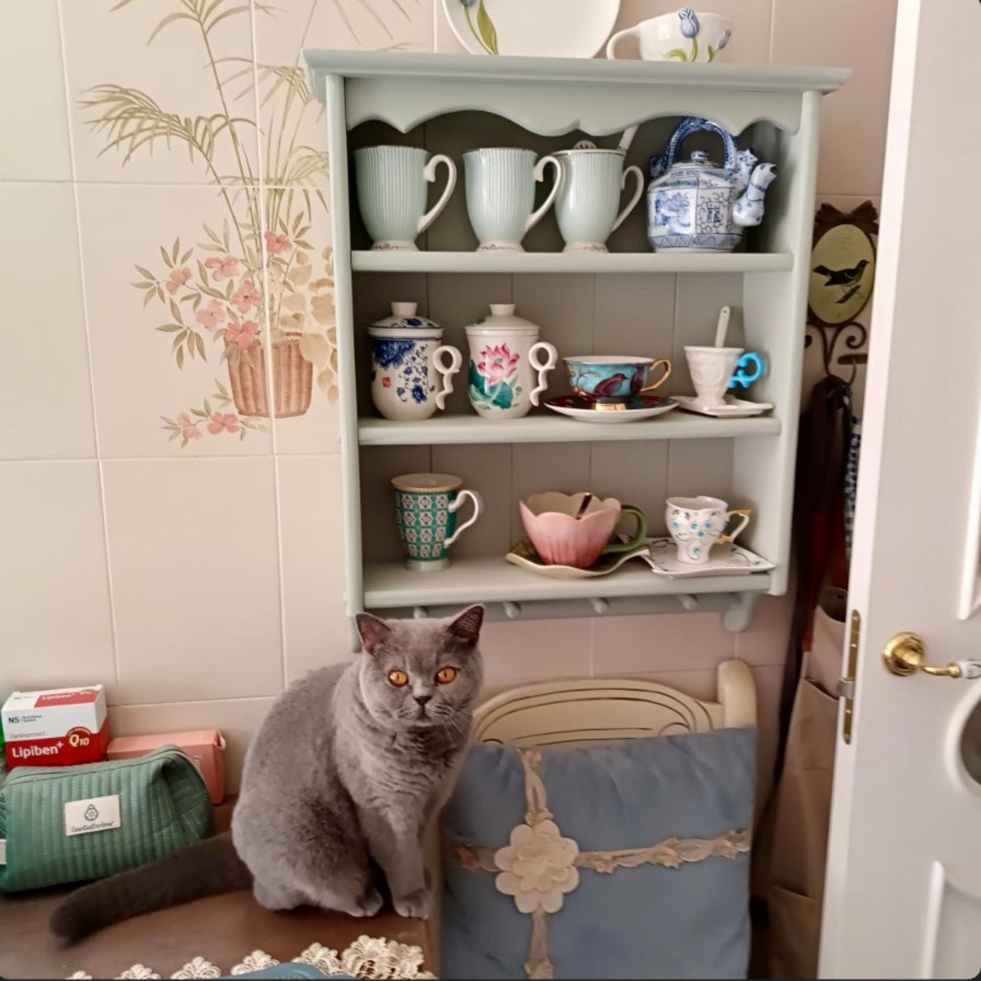 Gray cat sitting on a chair in front of a shelf with various cups and teacups.